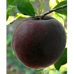 Саженец абрикоса "Шлор Циран" Саженец абрикоса "Шлор Циран"